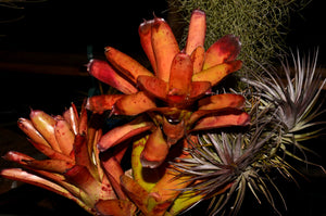 Neoregelia 'Prarie Fire'