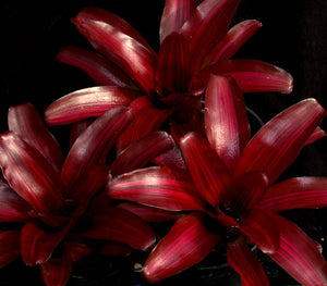 Neoregelia 'Iris'