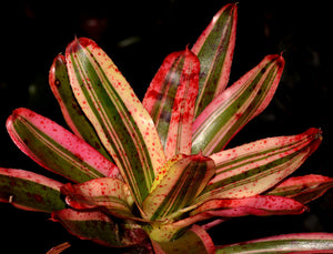 Neoregelia 'Iphiegenie'