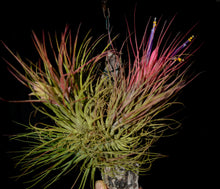 Load image into Gallery viewer, Tillandsia delicata - Andy&#39;s Air Plants