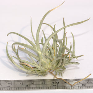 Tillandsia albertiana x crocata - Andy's Air Plants