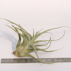 Tillandsia ehlersiana - Andy's Air Plants