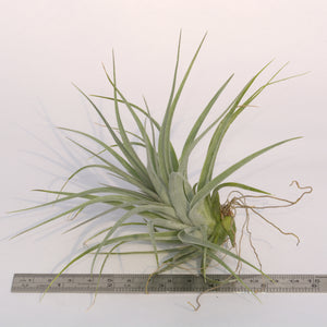 Tillandsia x Houston "Red Princess" (stricta x recurvifolia) - Andy's Air Plants