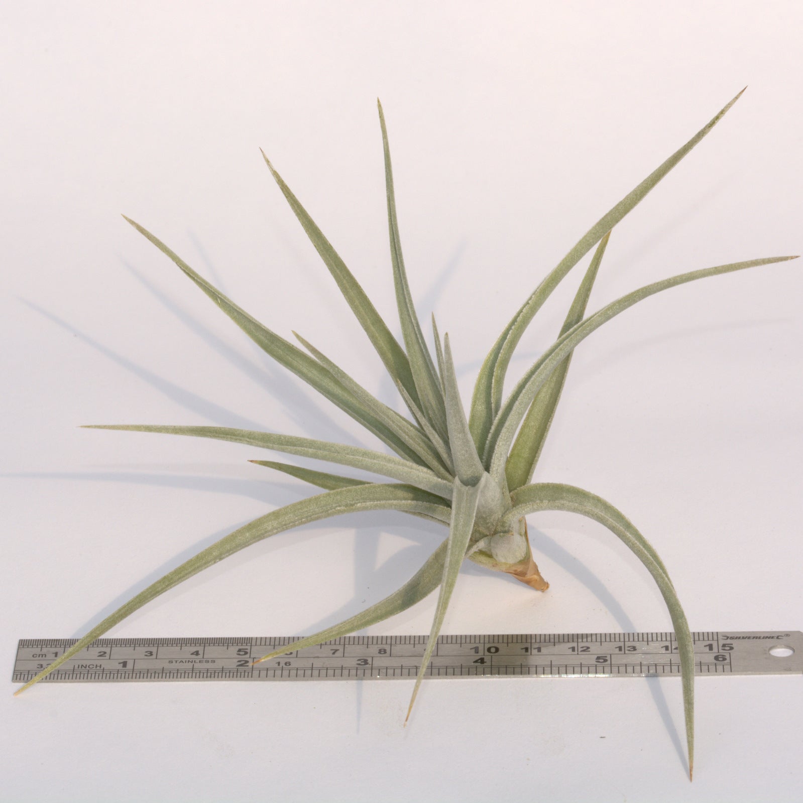 Tillandsia Towering Inferno 速達発送 Bromeliads in Australia - Tillandsia It's The One
