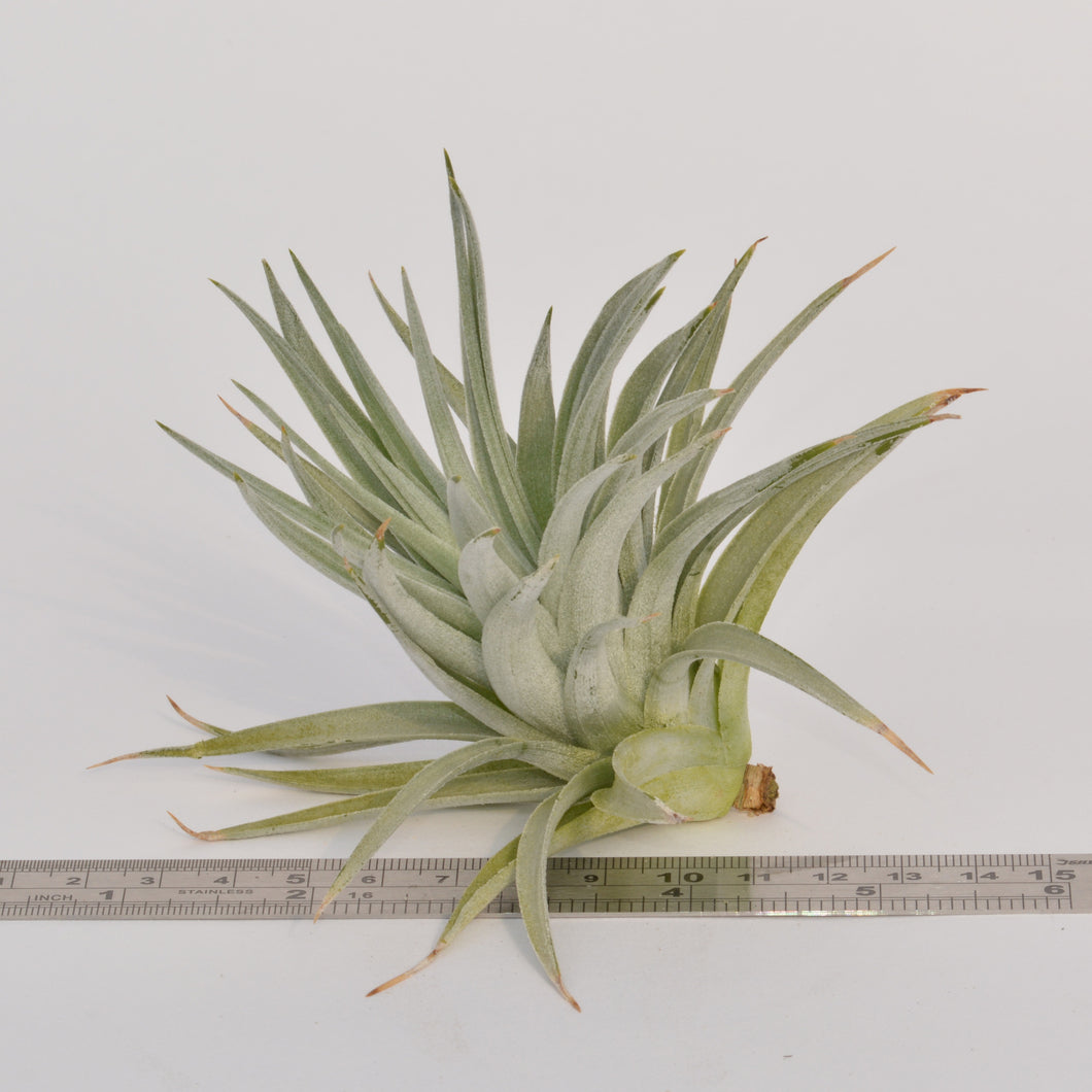 recurvifolia air plant Tillandsia recurvifolia syn T. meridionalis