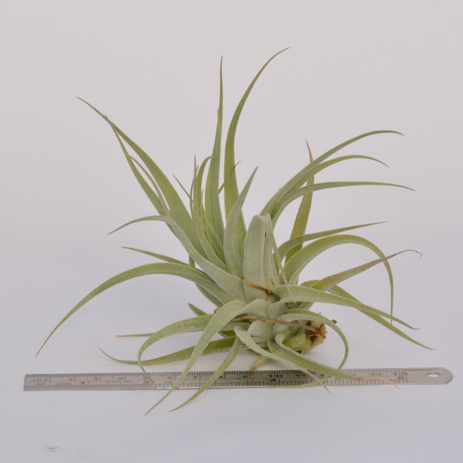 Tillandsia 'Singapore Sling' (stricta x leonamiana)