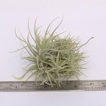 Load image into Gallery viewer, Tillandsia tectorum clumps - Andy&#39;s Air Plants