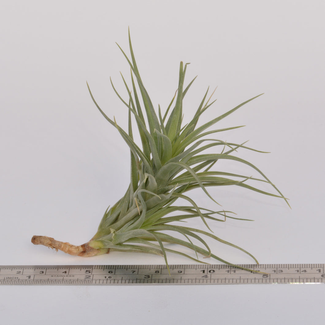 tenuifolia air plant Tillandsia tenuifolia (light green form)