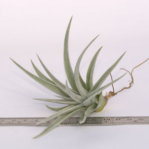 Tillandsia 'White Star' (ixioides x recurvifolia) - Andy's Air Plants