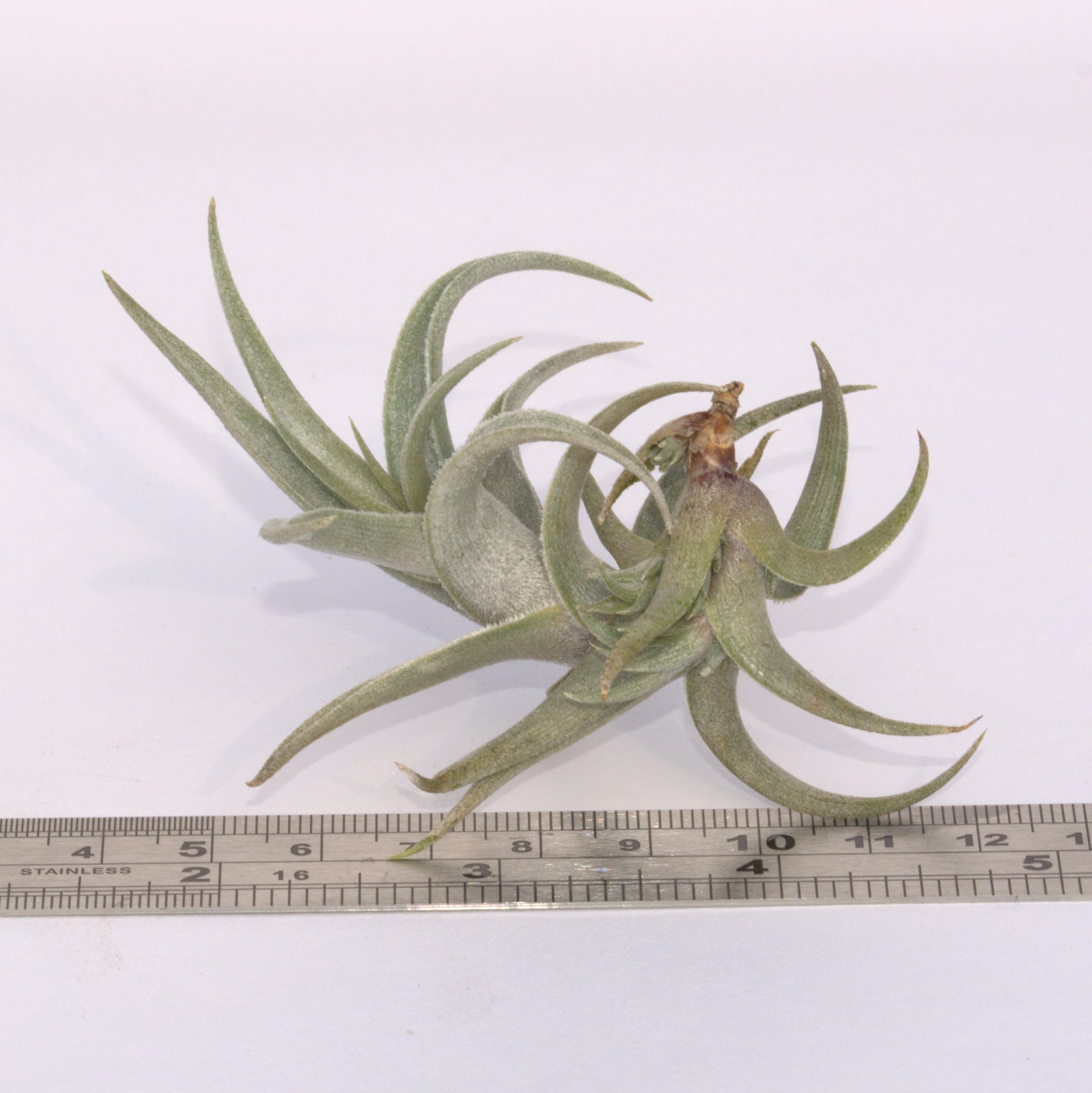 Tillandsia capillaris dwarf form ティランジア 臭 カピラリス ドワーフフォーム（多肉植物 観葉植物 エアプランツ  チランジア）