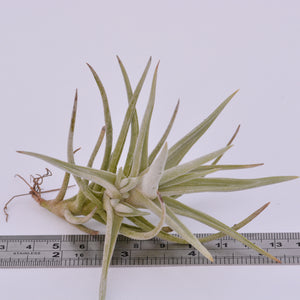 Tillandsia tortilis - Andy's Air Plants