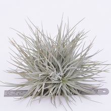 Load image into Gallery viewer, Tillandsia &#39;Cotton Candy&#39; Clumps - Andy&#39;s Air Plants