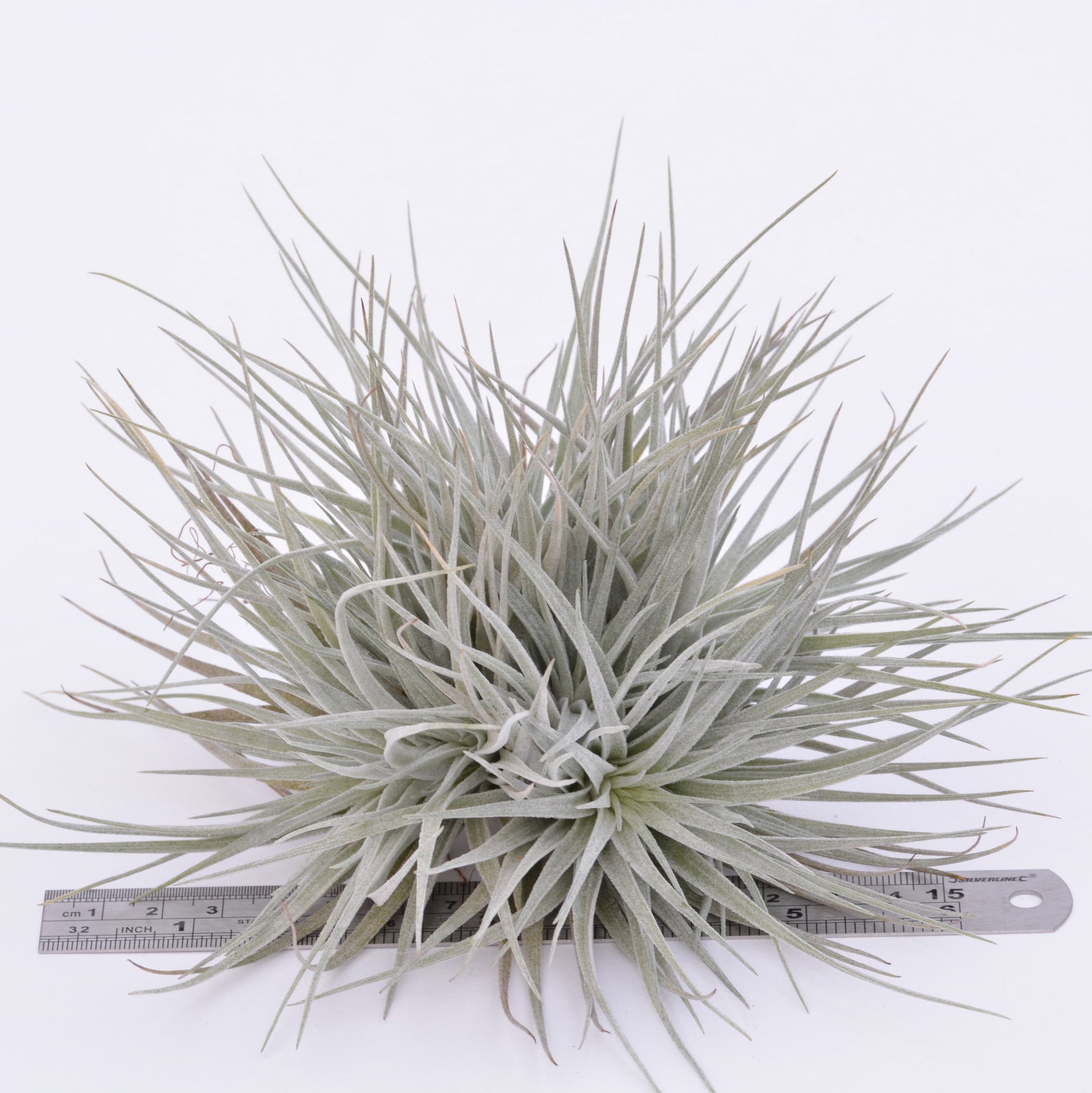 houston cotton candy air plant Tillandsia 'Cotton Candy' Clumps