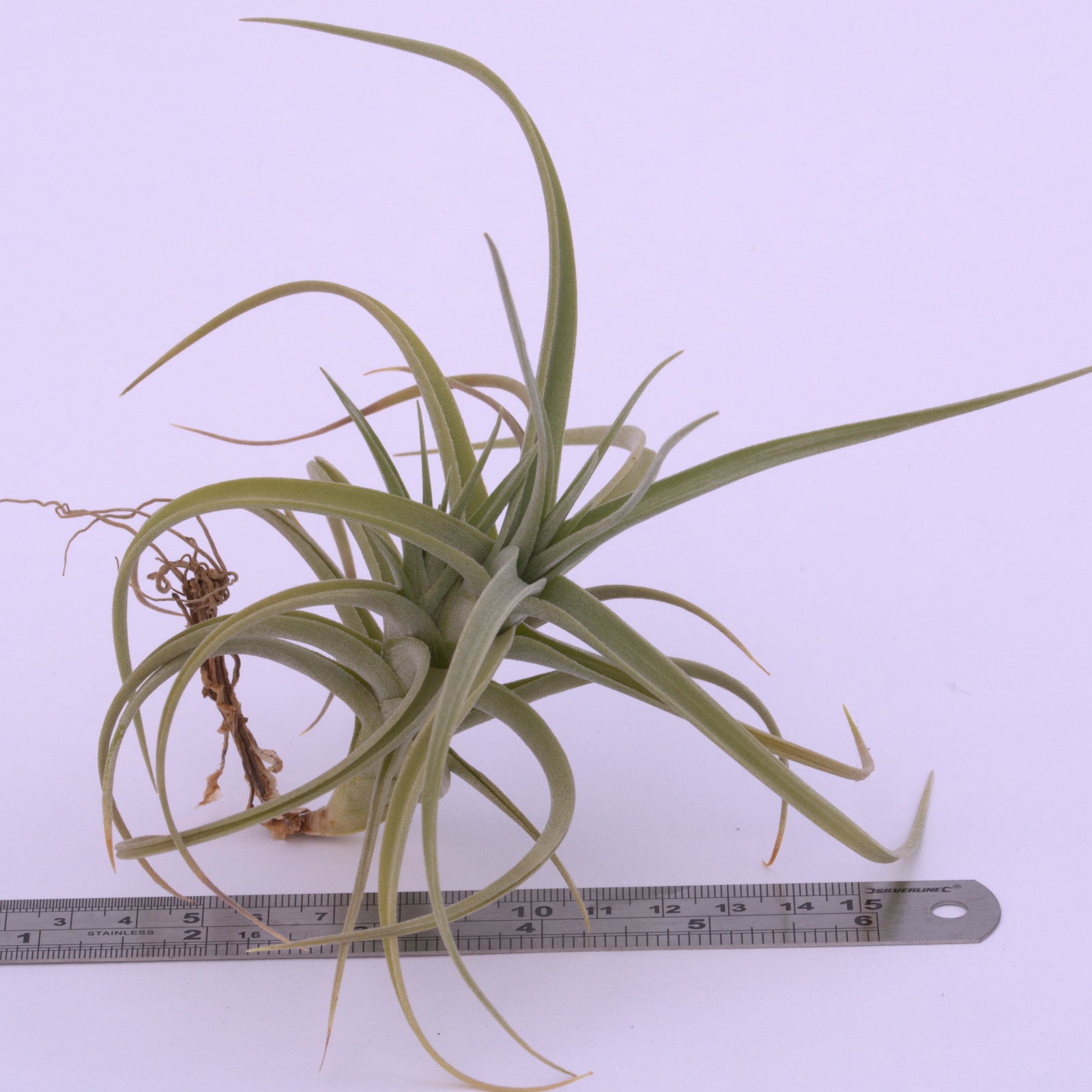 Tillandsia 'Kashkin'