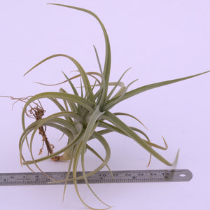 Tillandsia 'Kashkin' - Andy's Air Plants