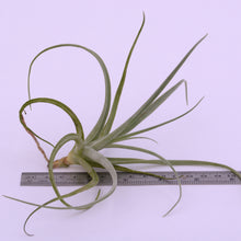 Load image into Gallery viewer, Tillandsia humilis - Andy&#39;s Air Plants