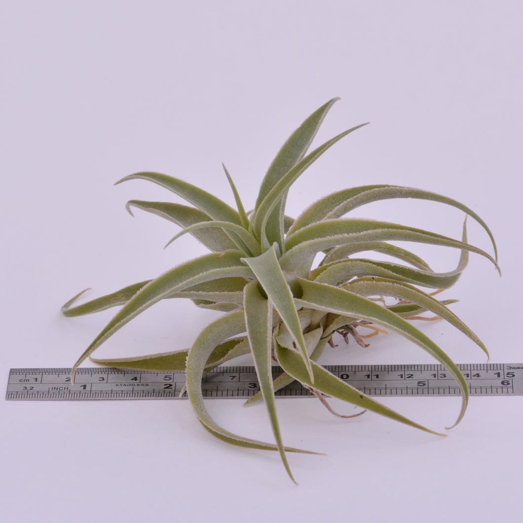 cacticola air plant Tillandsia cacticola