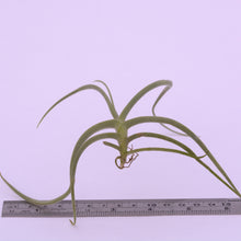 Load image into Gallery viewer, Tillandsia crocata - Andy&#39;s Air Plants