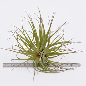 Tillandsia stricta Rubra - Andy's Air Plants