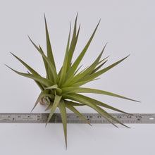 Load image into Gallery viewer, Tillandsia aeranthos - Andy&#39;s Air Plants