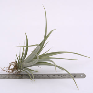 Tillandsia Elizabethae - Andy's Air Plants