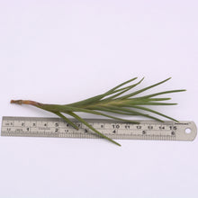 Load image into Gallery viewer, Tillandsia albertiana - Andy&#39;s Air Plants