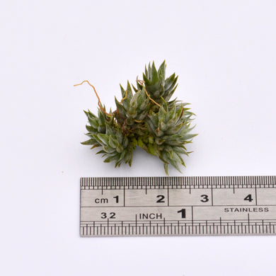 Tillandsia aizoides clumps and singles - Andy's Air Plants