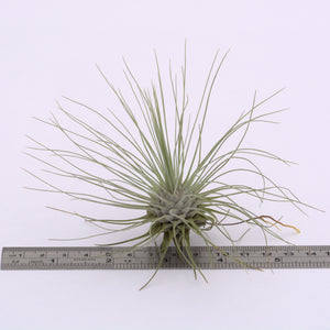 Tillandsia argentea - Andy's Air Plants