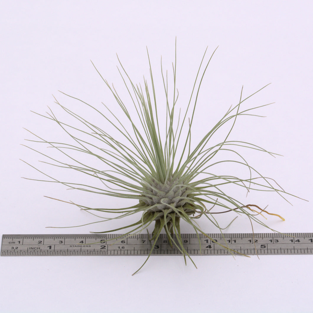 argentea air plant Tillandsia argentea Singles and Clumps