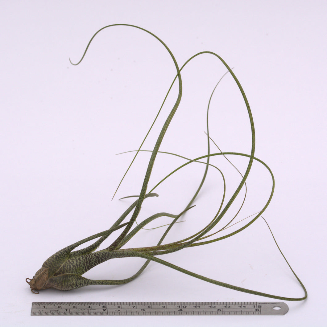 air plant butzii Tillandsia butzii Singles and Clumps