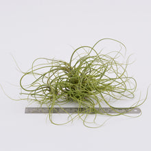 Load image into Gallery viewer, Tillandsia butzii - Andy&#39;s Air Plants