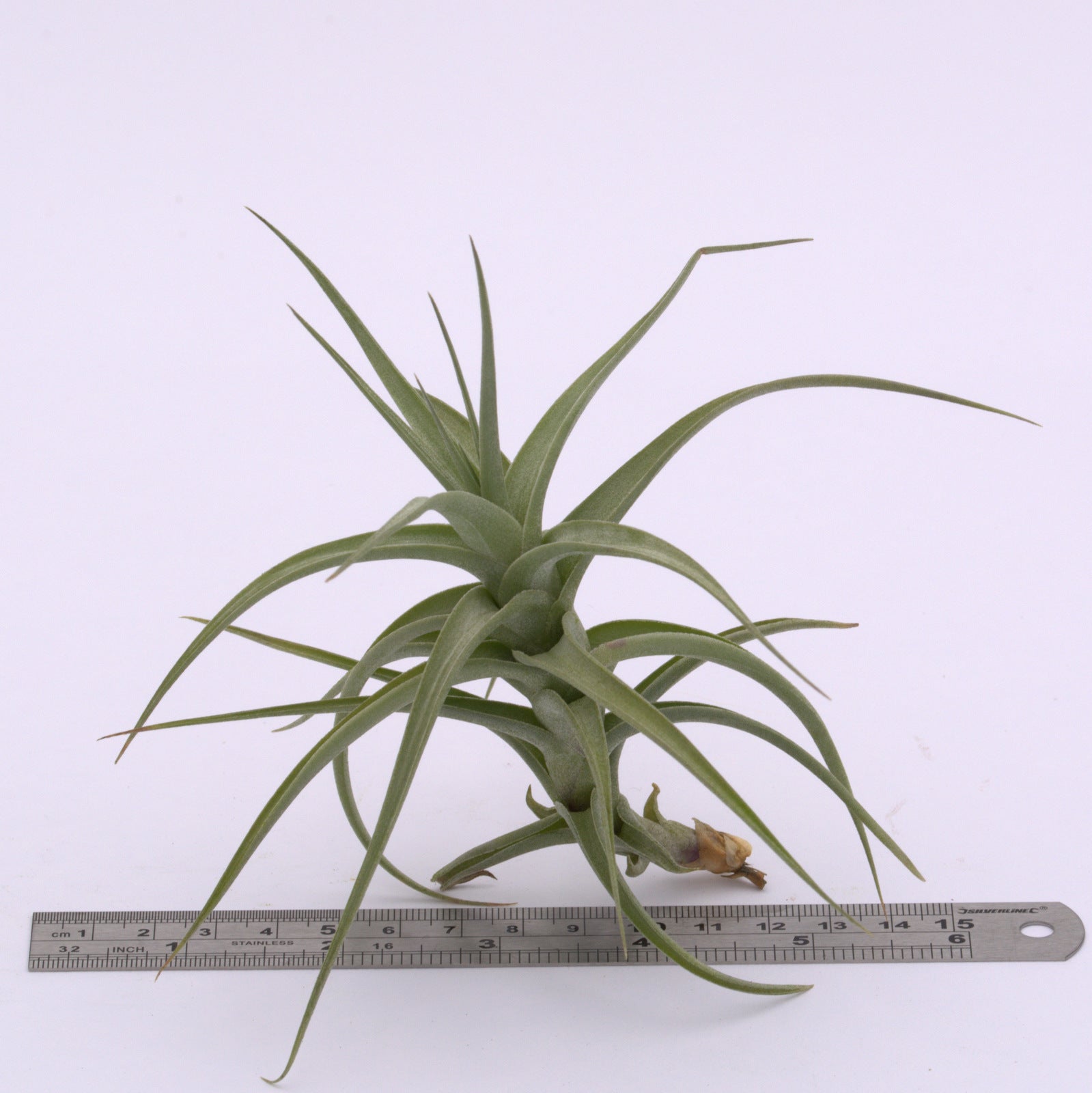 bergeri air plant Tillandsia bergeri Small and Large size