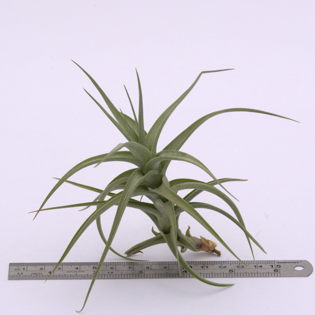 tillandsia bergeri air plant Tillandsia bergeri Small and Large size
