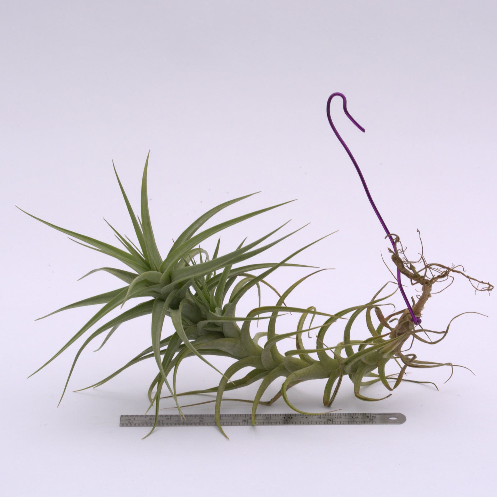 bergeri air plant Tillandsia bergeri Small and Large size