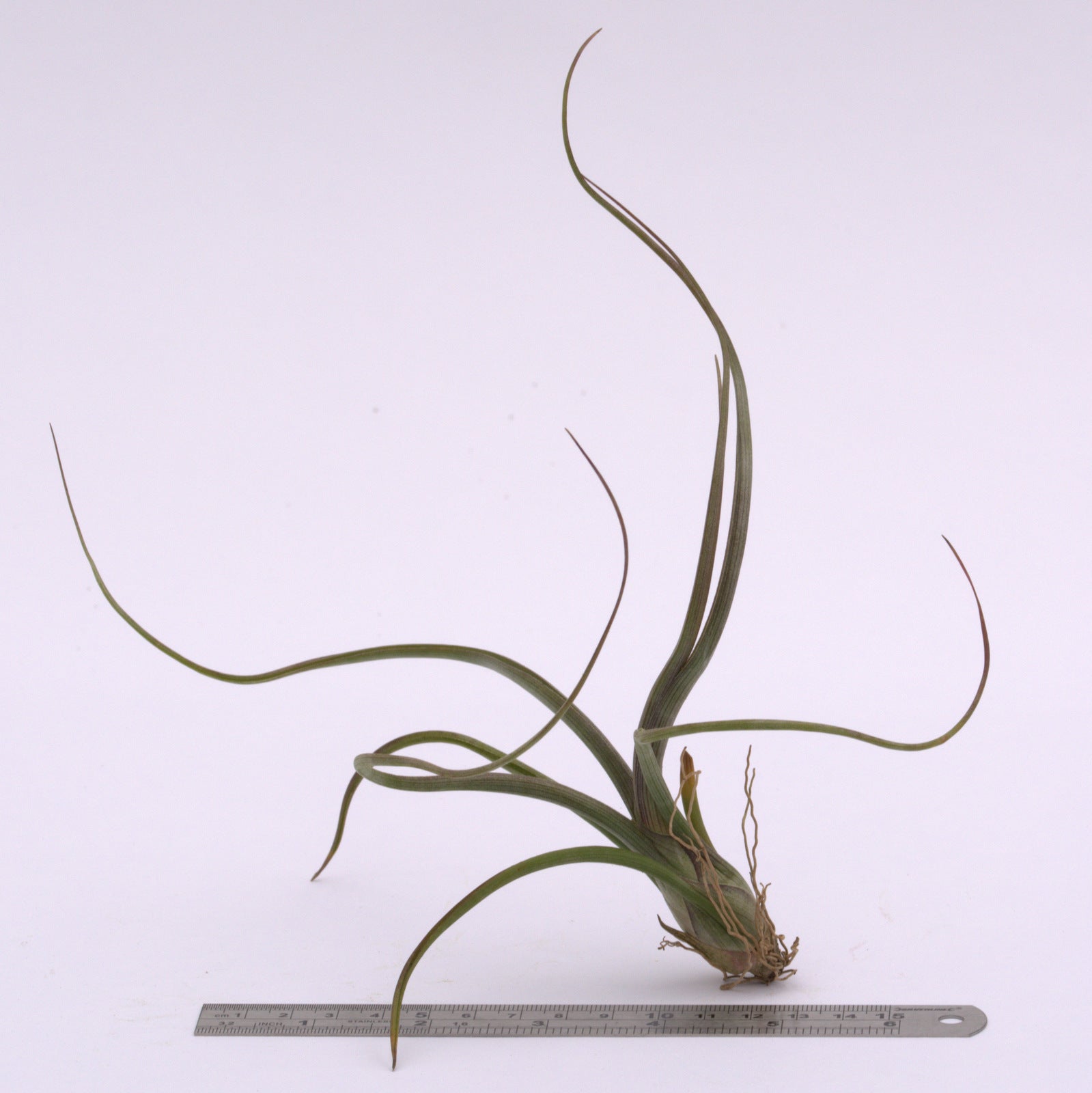 pseudobaileyi air plant Tillandsia pseudobaileyi