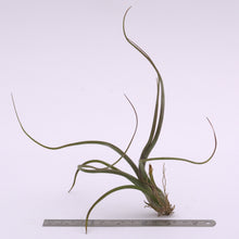 Load image into Gallery viewer, Tillandsia pseudobaileyi Airplant for Sale - Andy&#39;s Air Plants