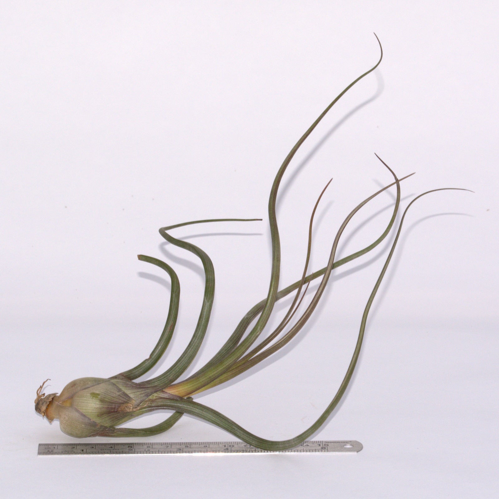 pseudobaileyi air plant Tillandsia pseudobaileyi