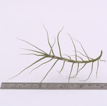 Load image into Gallery viewer, Tillandsia caerulea - Andy&#39;s Air Plants