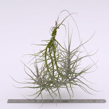 Load image into Gallery viewer, Tillandsia caerulea - Andy&#39;s Air Plants