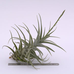 Tillandsia purpurea XL In bud - Andy's Air Plants