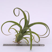 Load image into Gallery viewer, Tillandsia &#39;Curly Slim&#39; (intermedia x streptophylla) - Andy&#39;s Air Plants