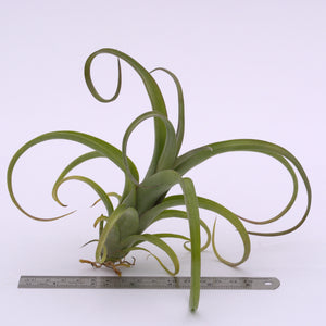 Tillandsia 'Curly Slim' (intermedia x streptophylla) - Andy's Air Plants