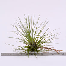 Load image into Gallery viewer, Tillandsia filifolia - Andy&#39;s Air Plants
