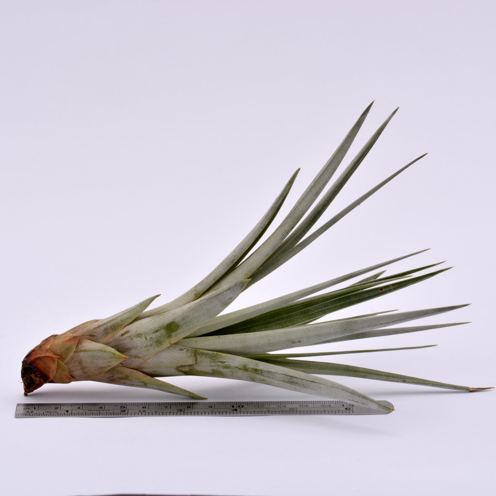 fasciculata air plant Tillandsia fasciculata