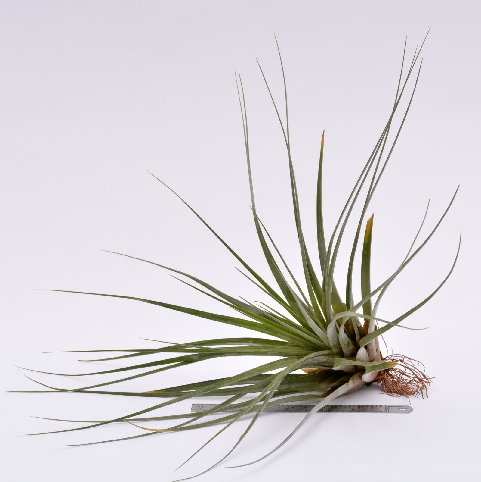 fasciculata air plant care Tillandsia fasciculata