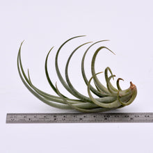 Load image into Gallery viewer, Tillandsia lorentziana - Andy&#39;s Air Plants