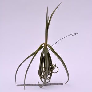 Tillandsia duratii - Andy's Air Plants