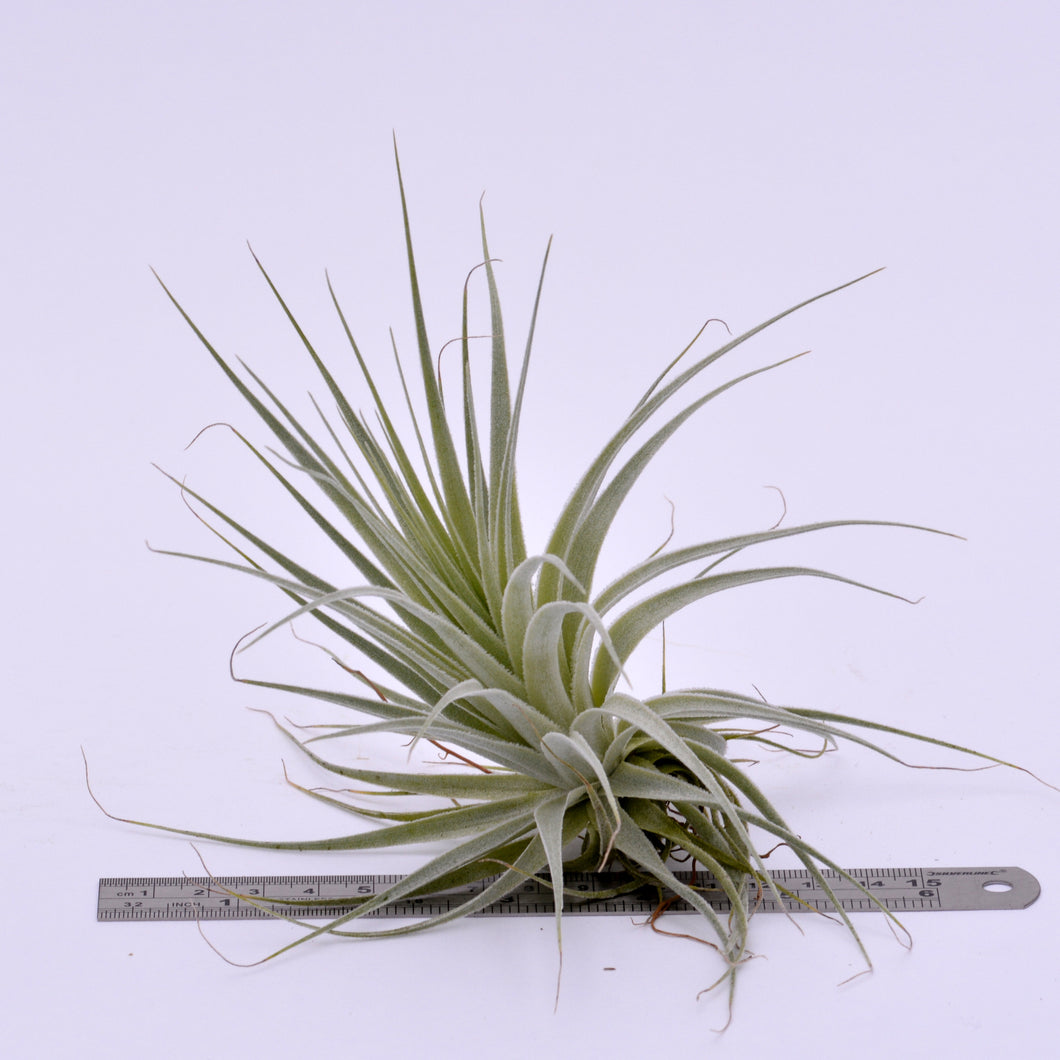 gardneri air plant Tillandsia gardneri