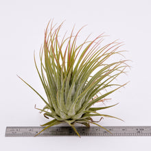 Load image into Gallery viewer, Tillandsia ionantha v. Ionantha - Andy&#39;s Air Plants