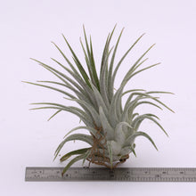 Load image into Gallery viewer, Tillandsia ionantha &#39;Silver&#39; - Andy&#39;s Air Plants